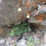 14a Saxifraga paniculata (Saxifrage panicule)1171