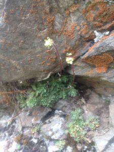 14a Saxifraga paniculata (Saxifrage panicule)1171