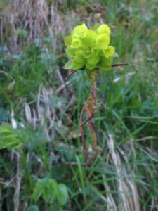 15a Euphorbia (Euphorbe)564