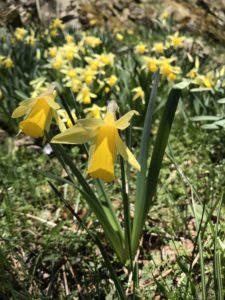 18a Narcissus pseudonarcissus (Narcisse jaune)832