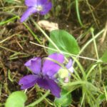 1a Viola rupestris (Violette rupestre) 888