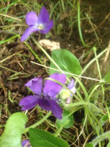 1a Viola rupestris (Violette rupestre) 888