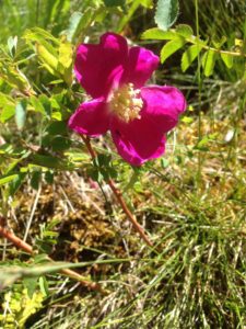 23a Rosa pendulina (Rosier des Alpes)1182