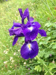 13c-Iris-latifolia-Iris-2