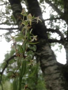 13h Platanthera bifolia - Orchis bifolia (Platanthère à deux feuilles)856