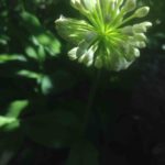 14e Allium victoralis (Ail victorale)816