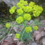 15g Euphorbia xxx? (Euphorbe)