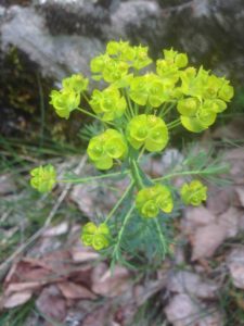 15g Euphorbia xxx? (Euphorbe)