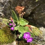 1i Primula hirsuta (Primevère hirsute)288