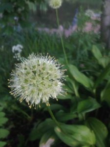 28e Allium victoralis (Ail victorale)816