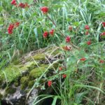 39g Ribes alpinum (Groseiller des Alpes)1172