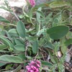 4h Anthyllis montana (Anthyllis des montagnes)1248