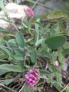 4h Anthyllis montana (Anthyllis des montagnes)1248