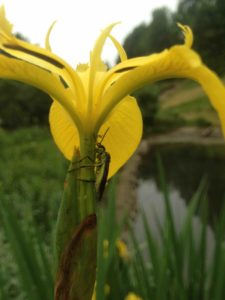 59e Iris pseudacprus (Iris faux-acore) 839