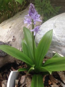 5e Tractema lilio hyacinthus (Jacinthe des Pyrénnées)808