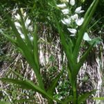 5f Cephalenthera longifolia (Céphalenthère à longues feuilles) 848